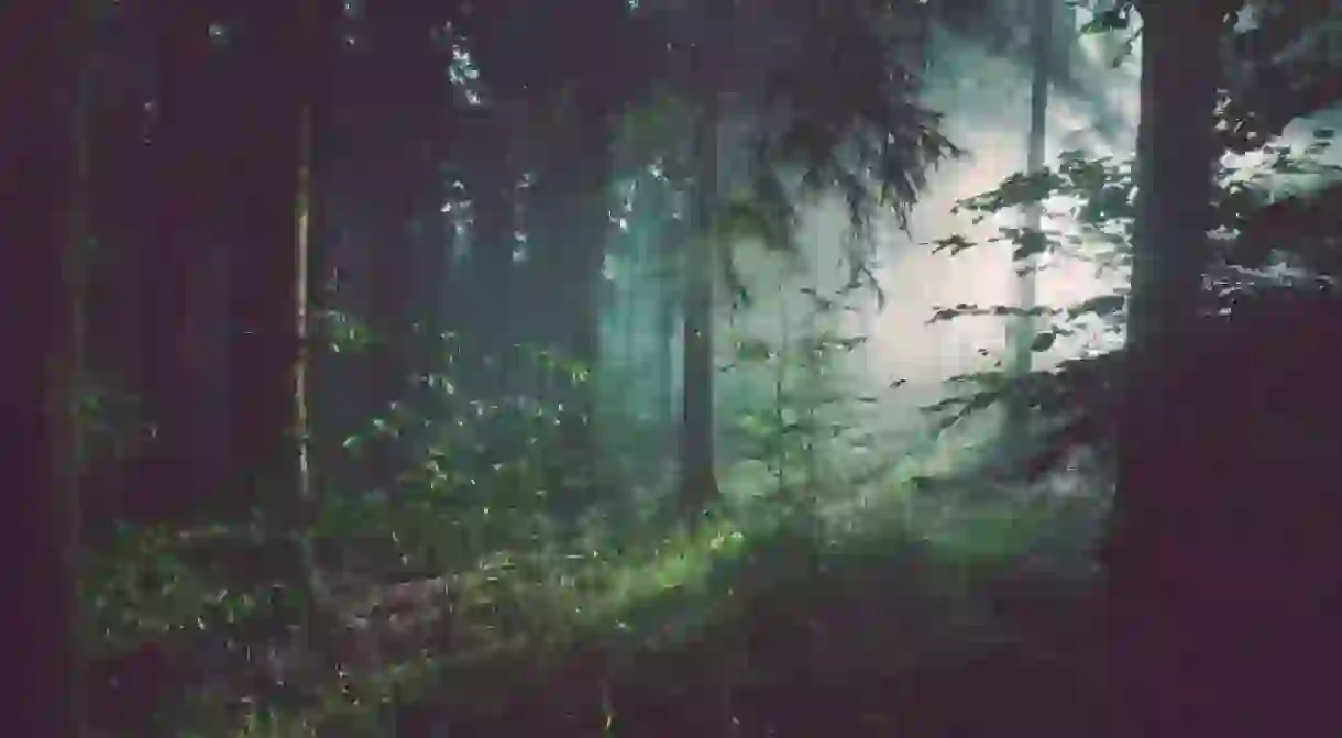 Mist in the forest