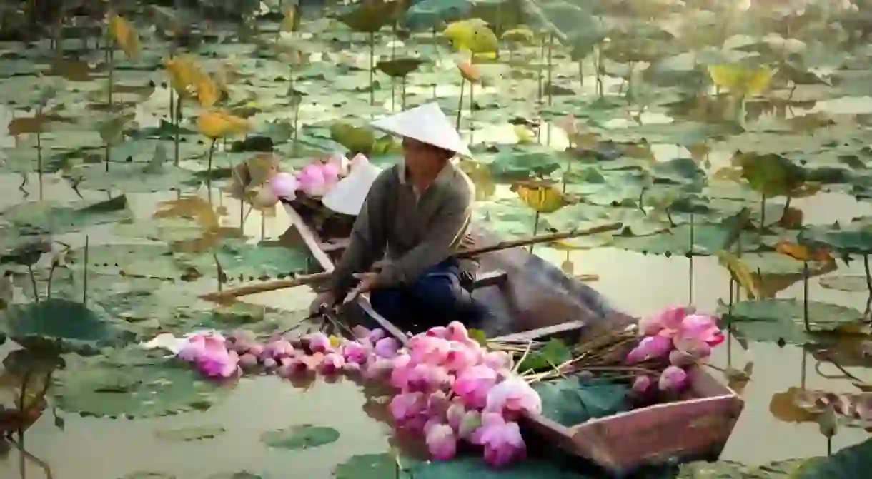 Lotus Pond