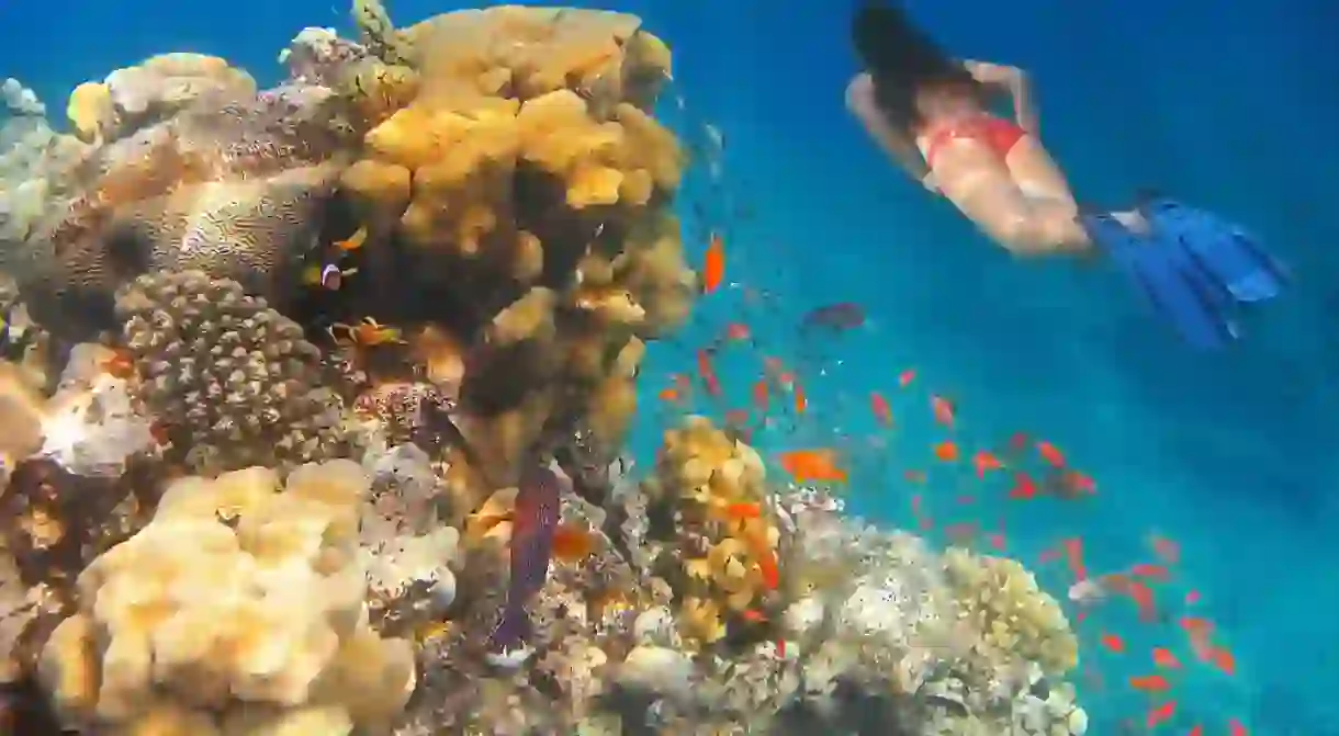 A girl swims underwater amid the beautiful coral and colourful tropical fish in the Red Sea, Eilat, Israel