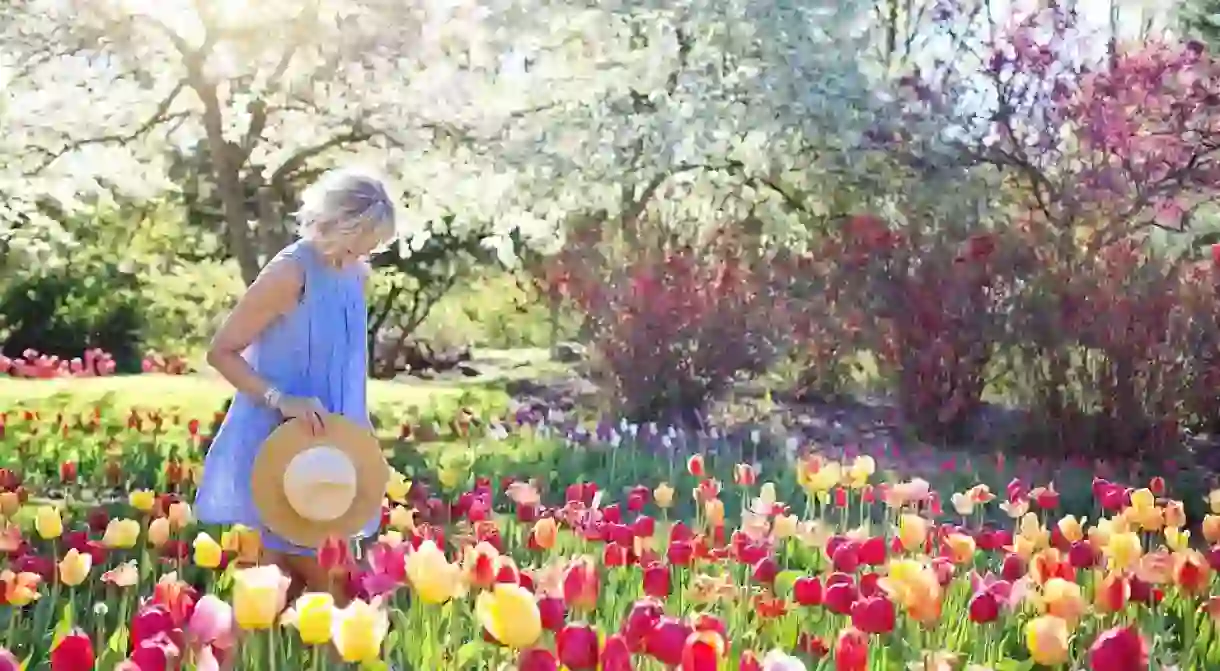 A Woman Wanders Through a Field of Tulips