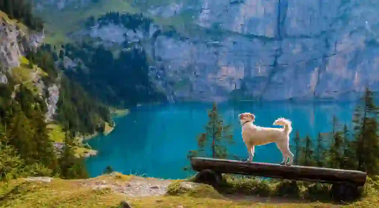 There are perks to being a dog in Switzerland