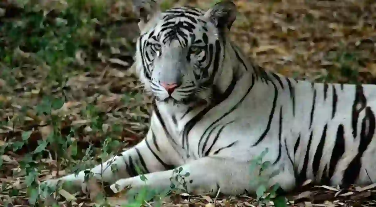 The white Bengal tiger is one of the most popular animals at the Vandalur Zoo