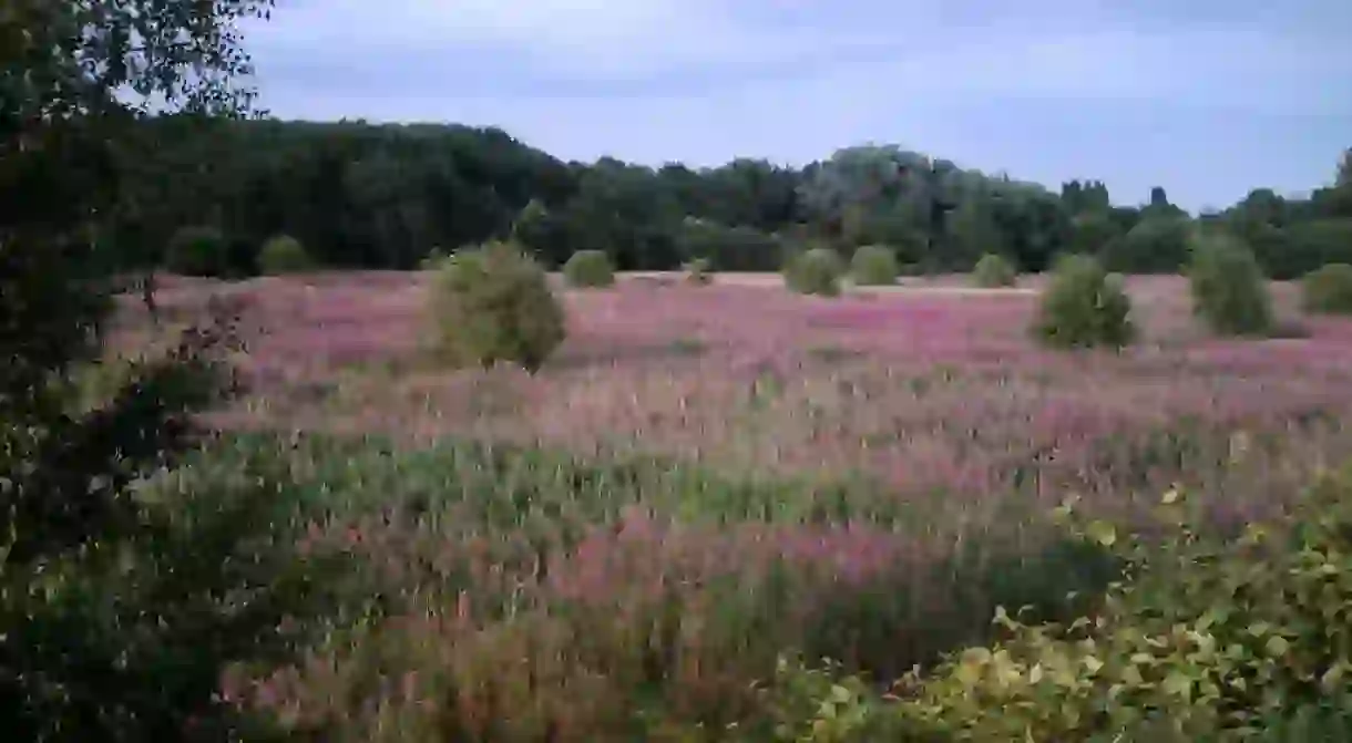 Chorlton meadows