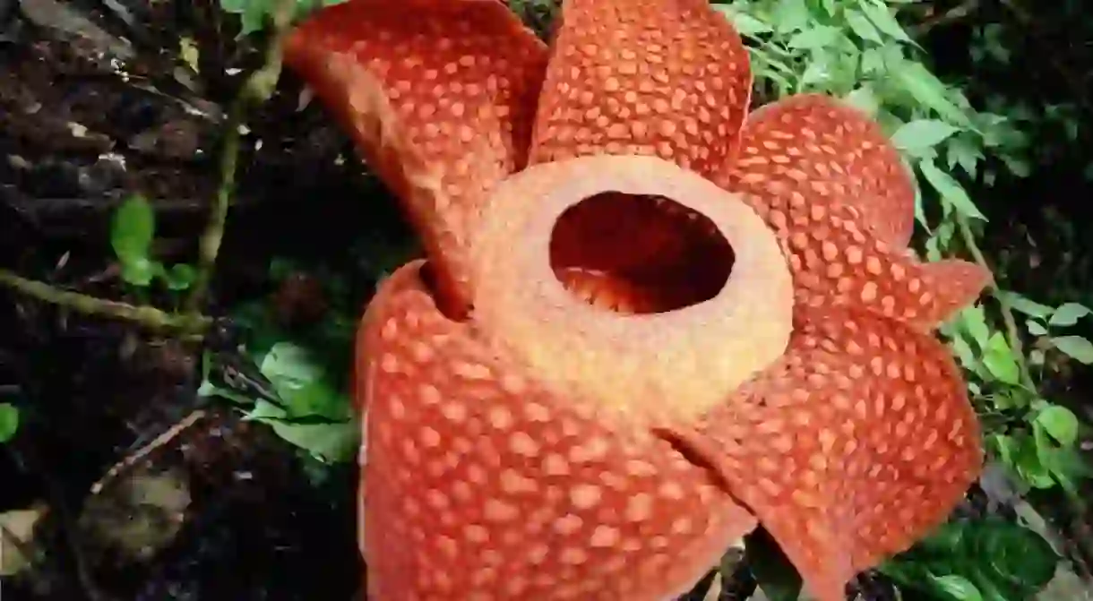 Rafflesia