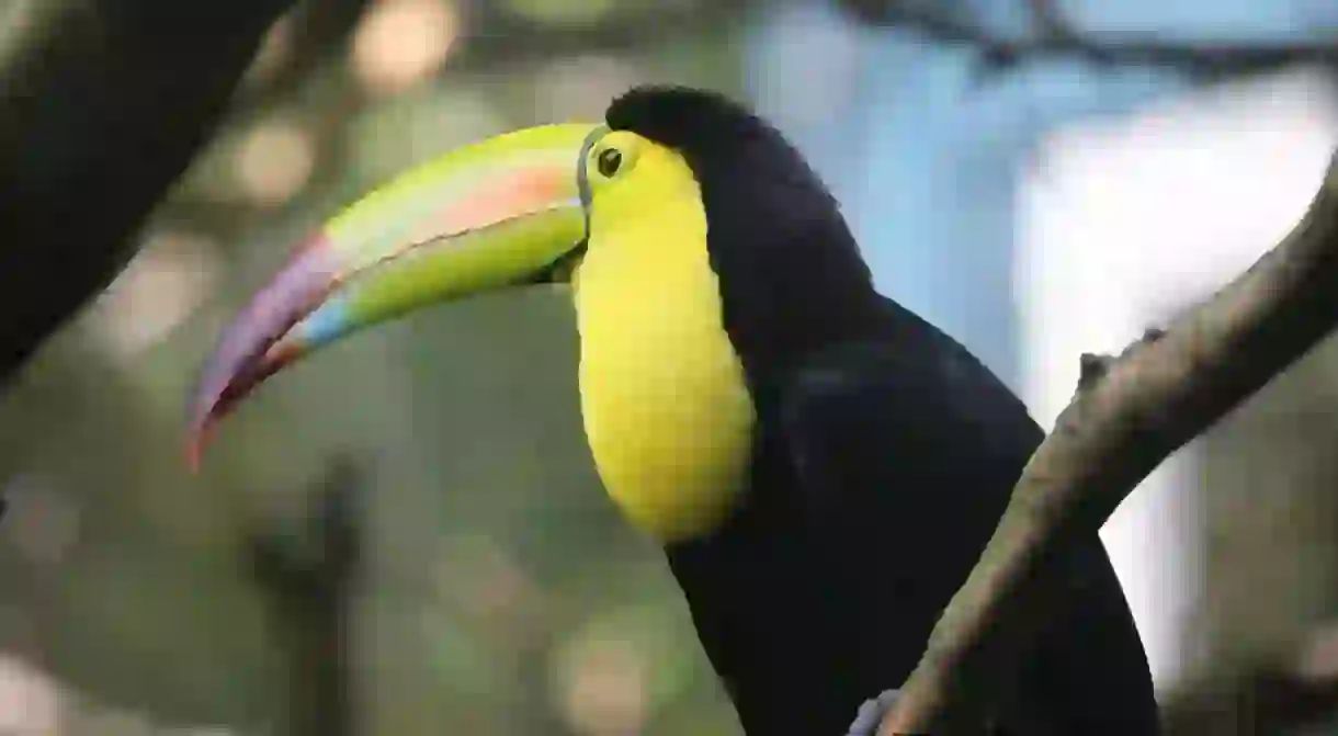 The keel-billed toucan is the national bird of Belize, and can also be seen in Guatemala