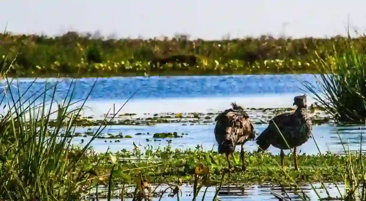 Ibera Wetlands