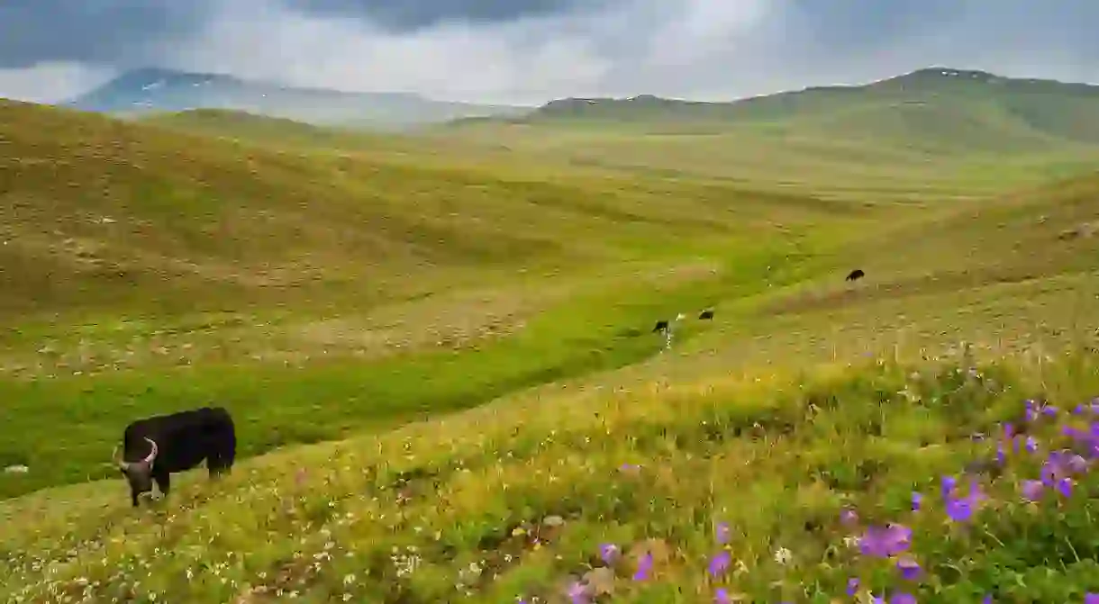 Deosai Plains in summer