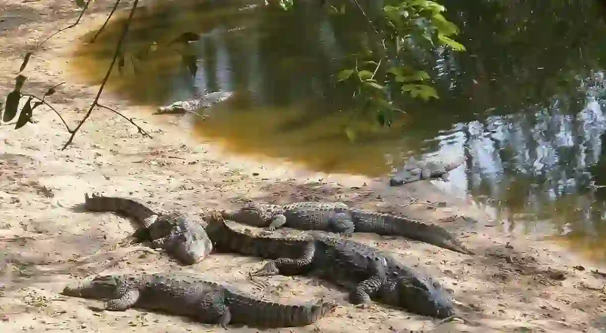 Chennais Madras Crocodile Bank Trust runs one of the best volunteer programs in the country