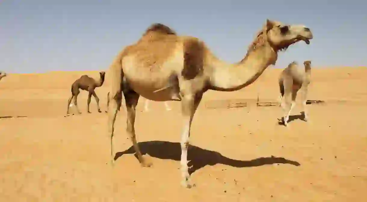 Camels in Oman I