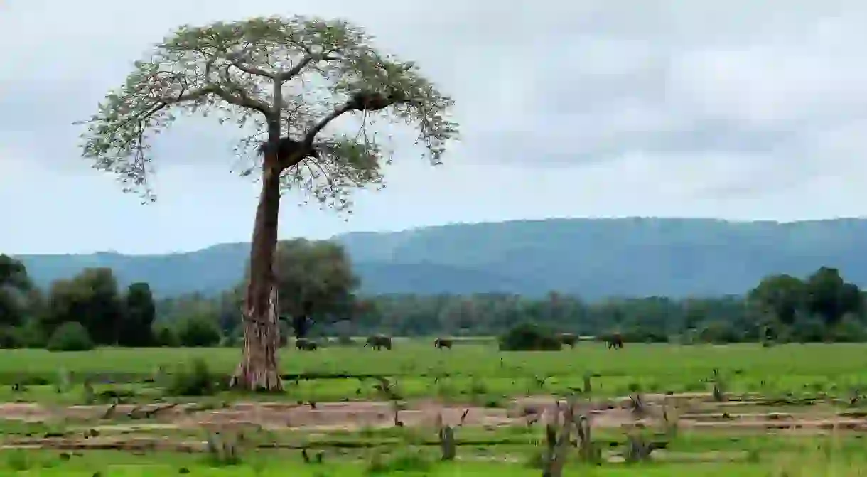 Elephants at Lower Zambezi National Park