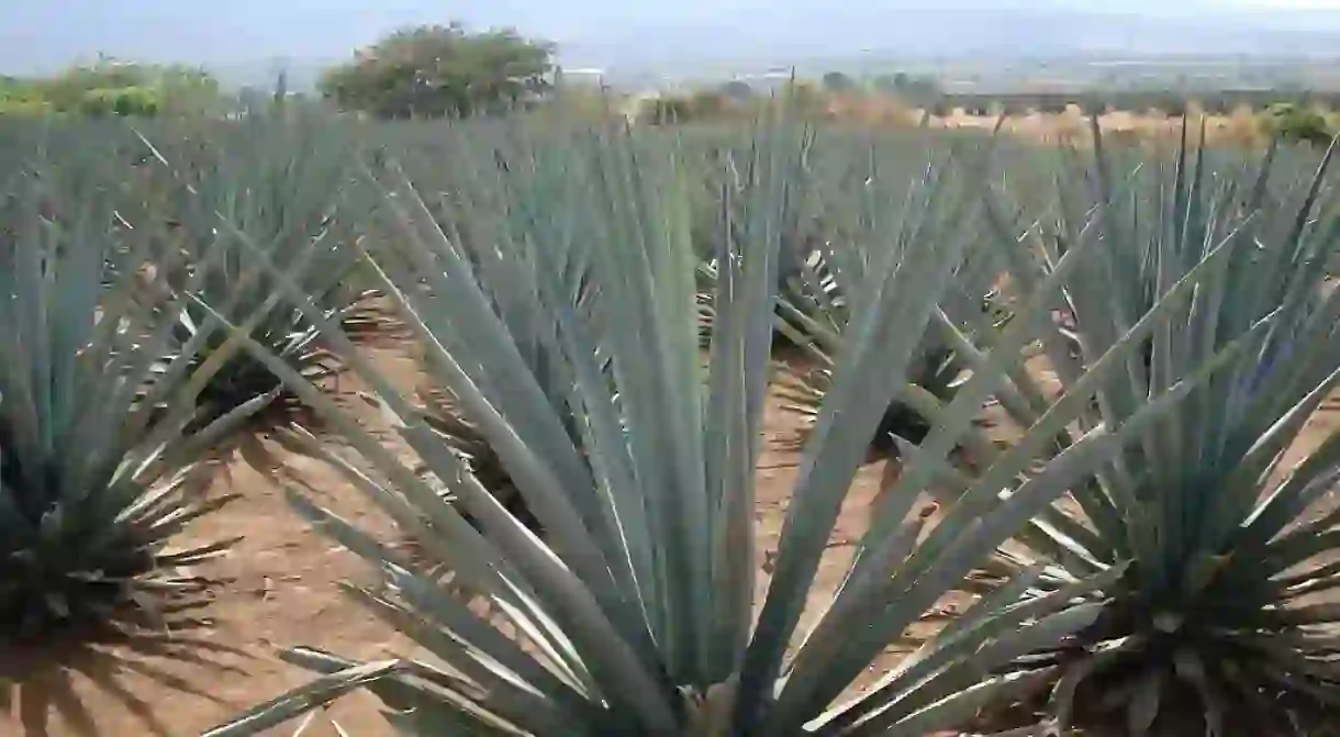 Blue agave plants in Tequila, Mexico│