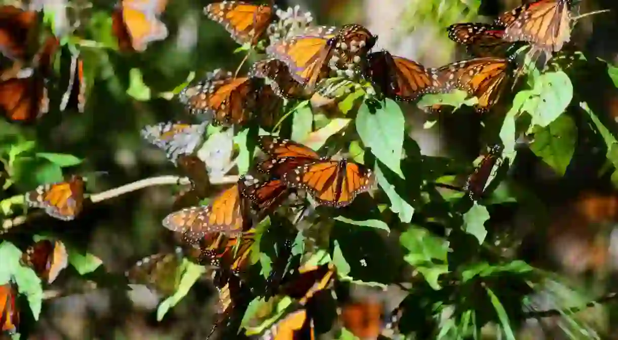 Monarch butterflies│