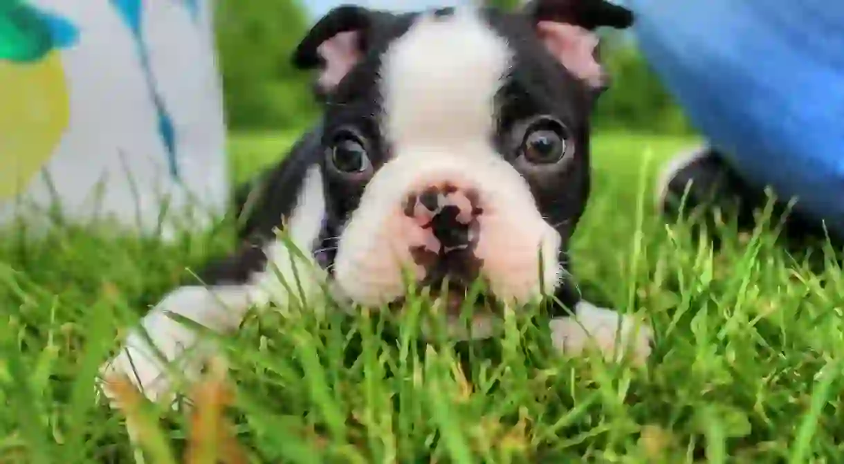 Boston Terrier