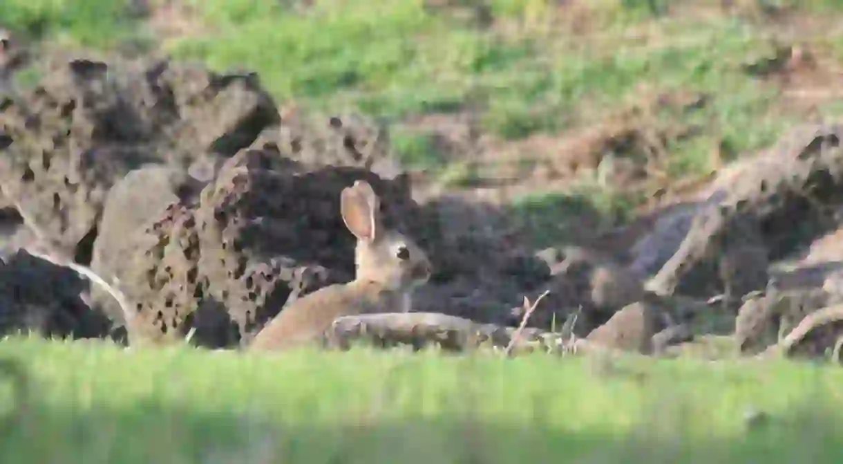 Rabbit in Ambury Park, Auckland, New Zealand