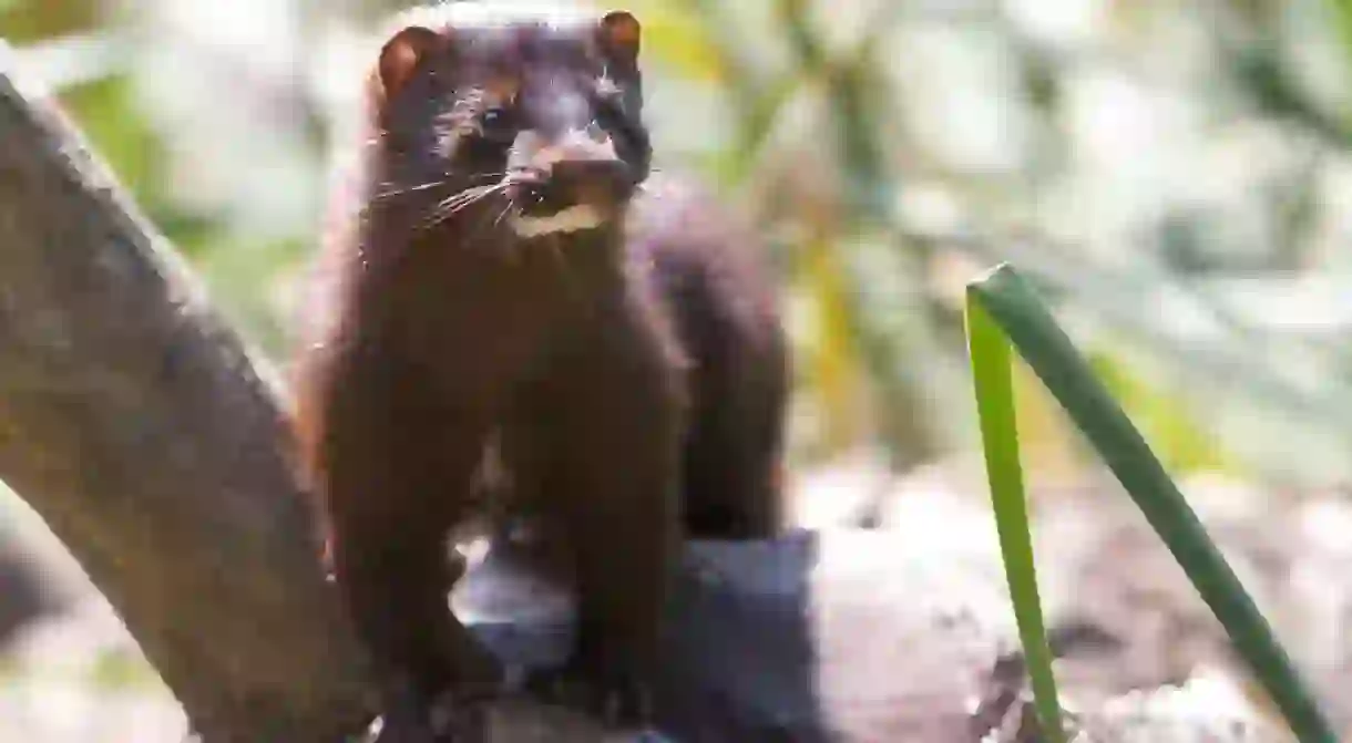 A mink at the park, free as they should be