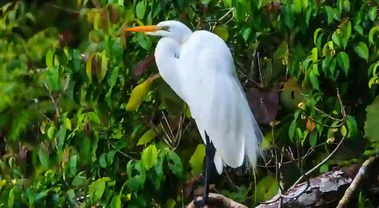 A Great Egret near Rio Dulce, Guatemala