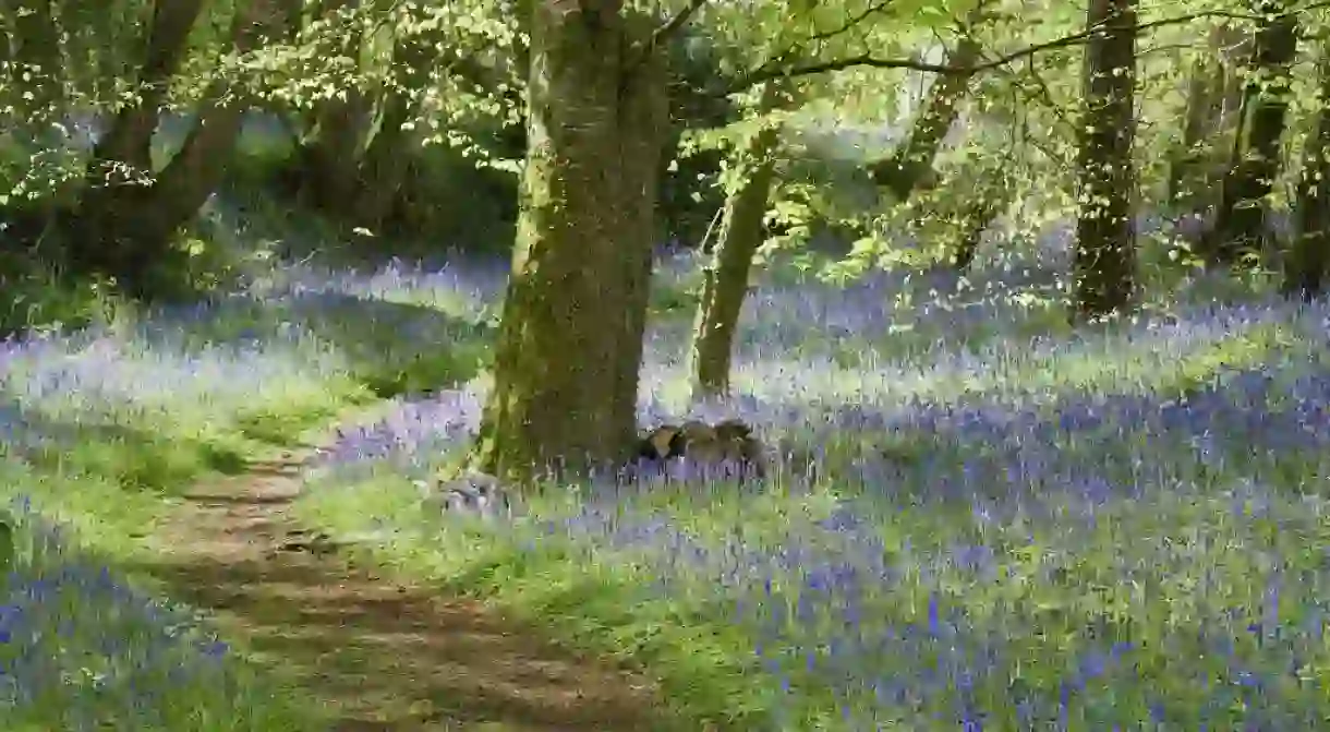 A path winds through the bluebell wood in April on the estate at Godolphin House, near Helston, Cornwall.