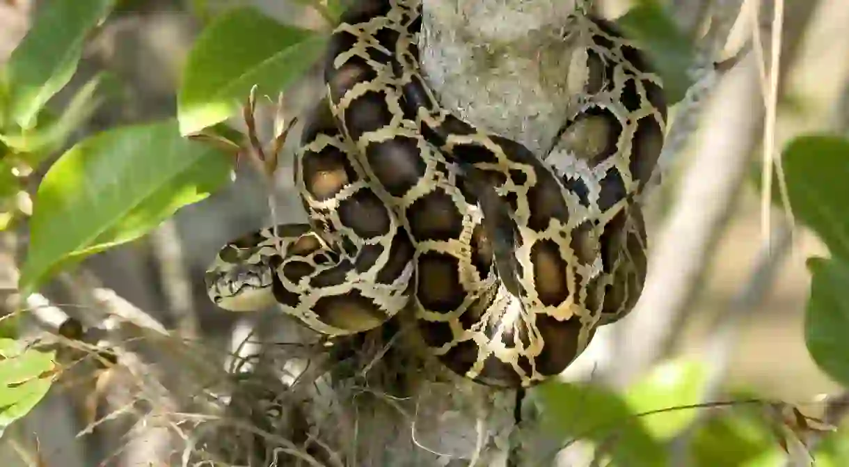 Burmese python in the Everglades