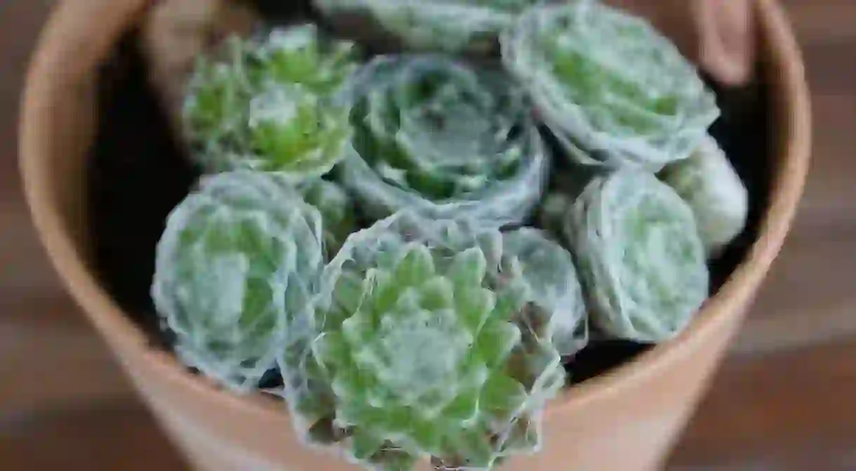 Cactus plant as a gift