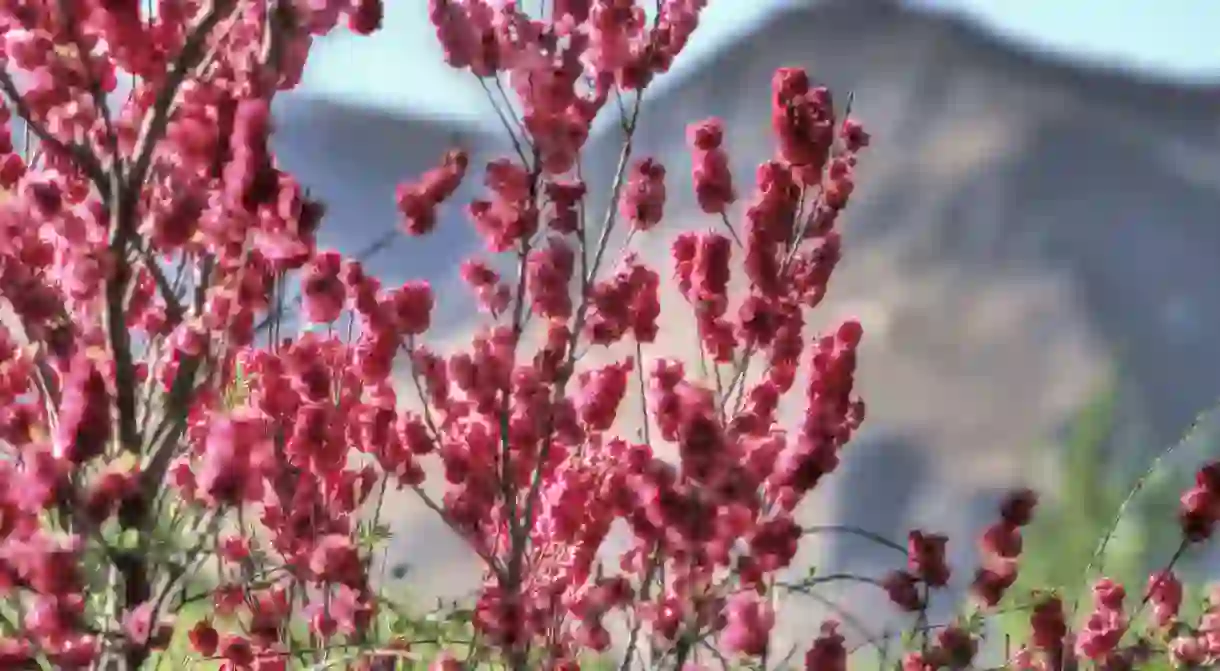 Spring time in Clarens is defined by colourful blossoms