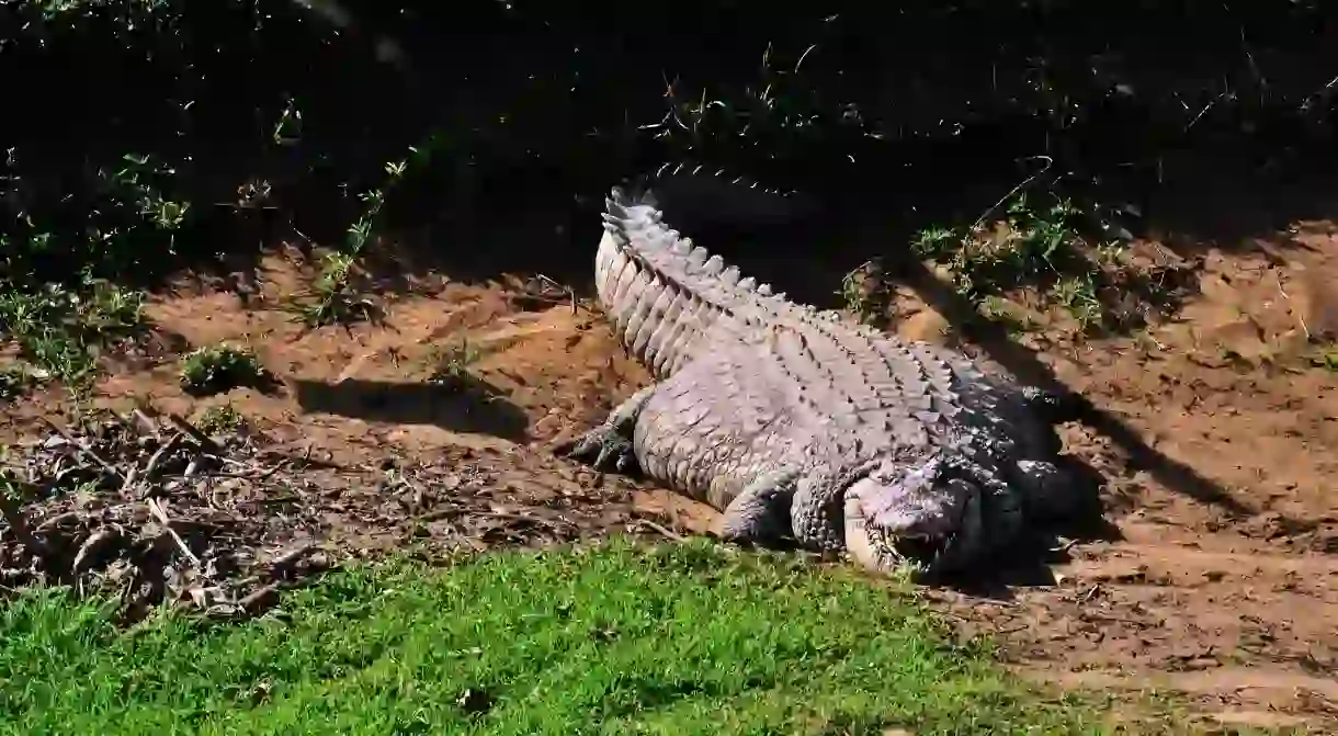 A very fat nile crocodile basking in the sun