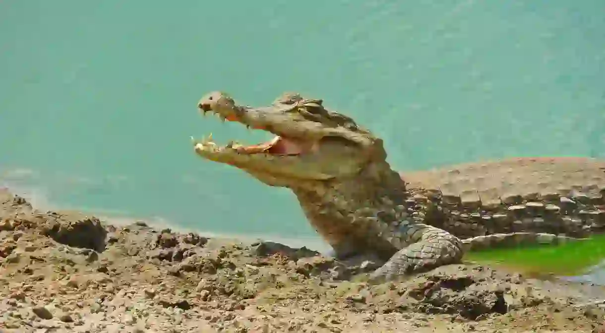 Caiman in the Colombian Llanos