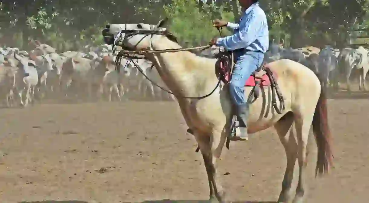 A real Colombian cowboy in the Llanos