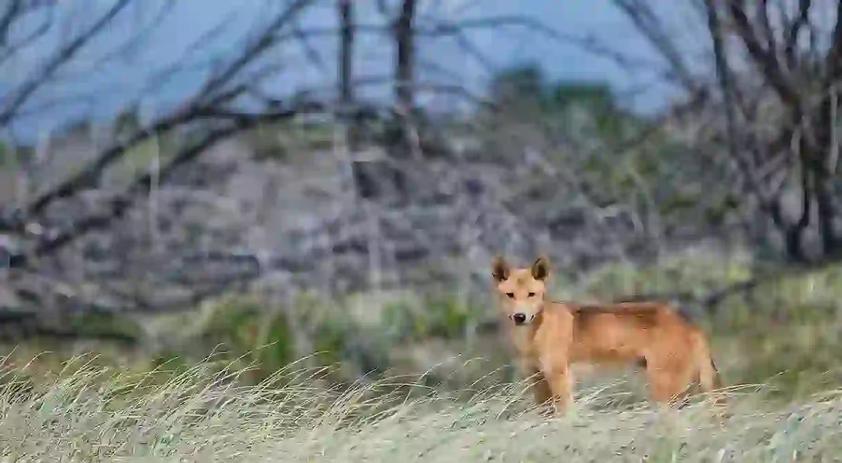 Fraser Island dingo