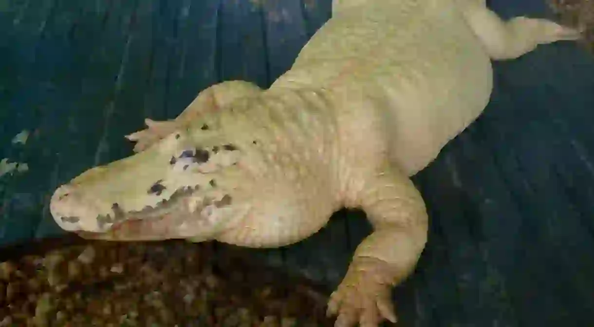 Leucistic alligator