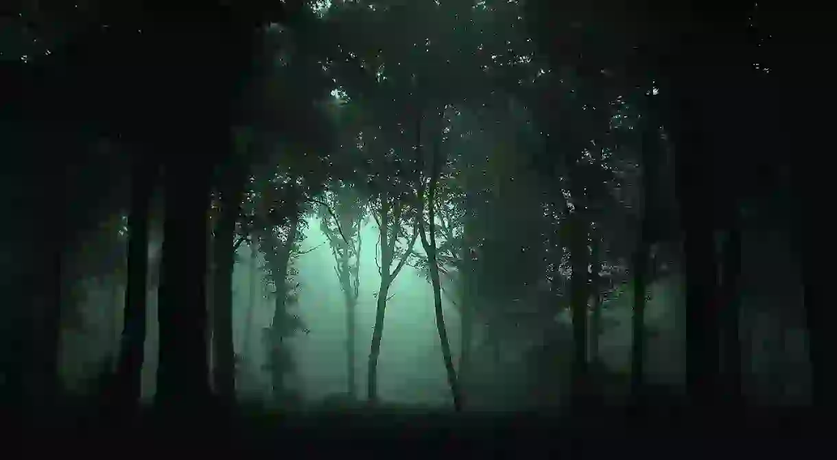 Woods at night