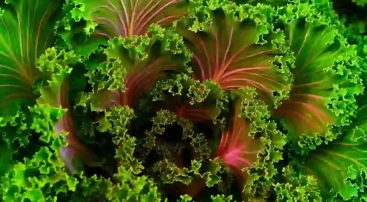 Beautiful green and pink curly kale