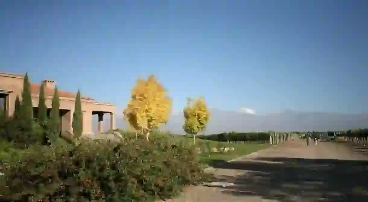 A vineyard in Mendoza, a great place for a date