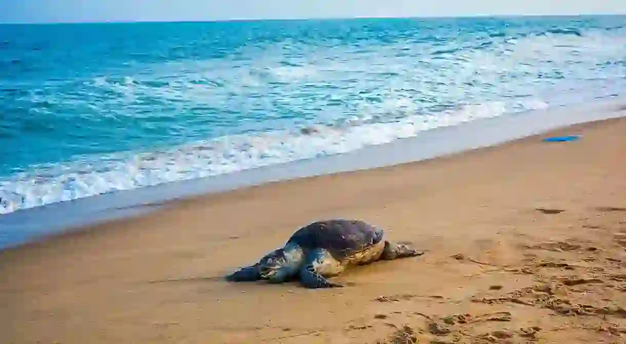 Olive Ridley Turtles