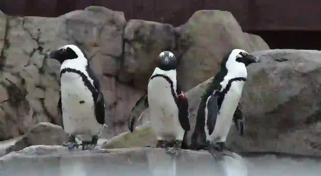 Penguins at the National Aviary in Pittsburgh, PA