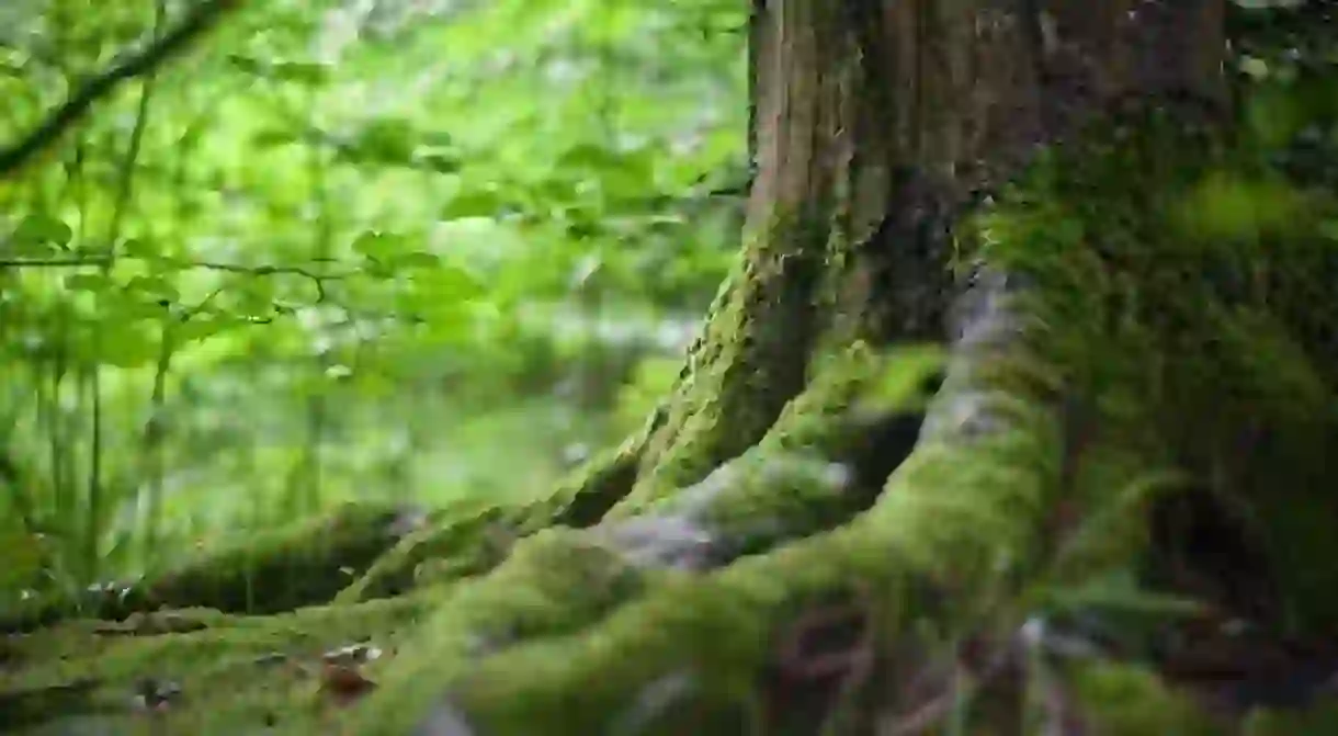 The hidden countryside of Paris