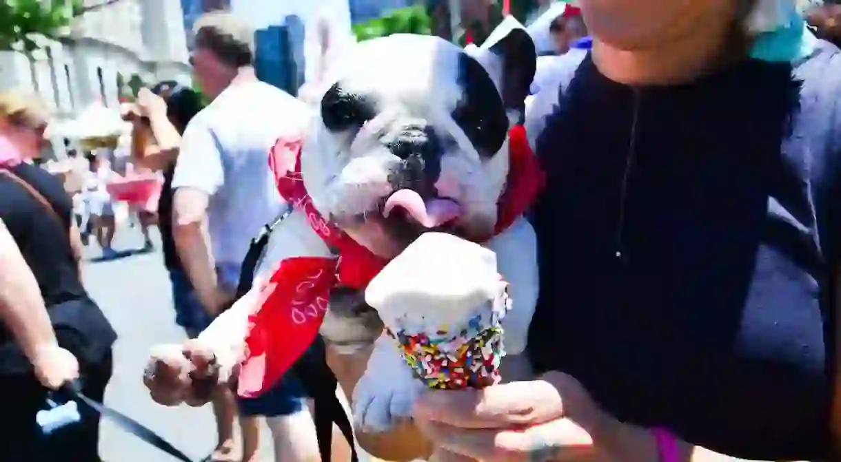 Ozzie the dog enjoys some ice cream at Project Eats in Jersey City, NJ.