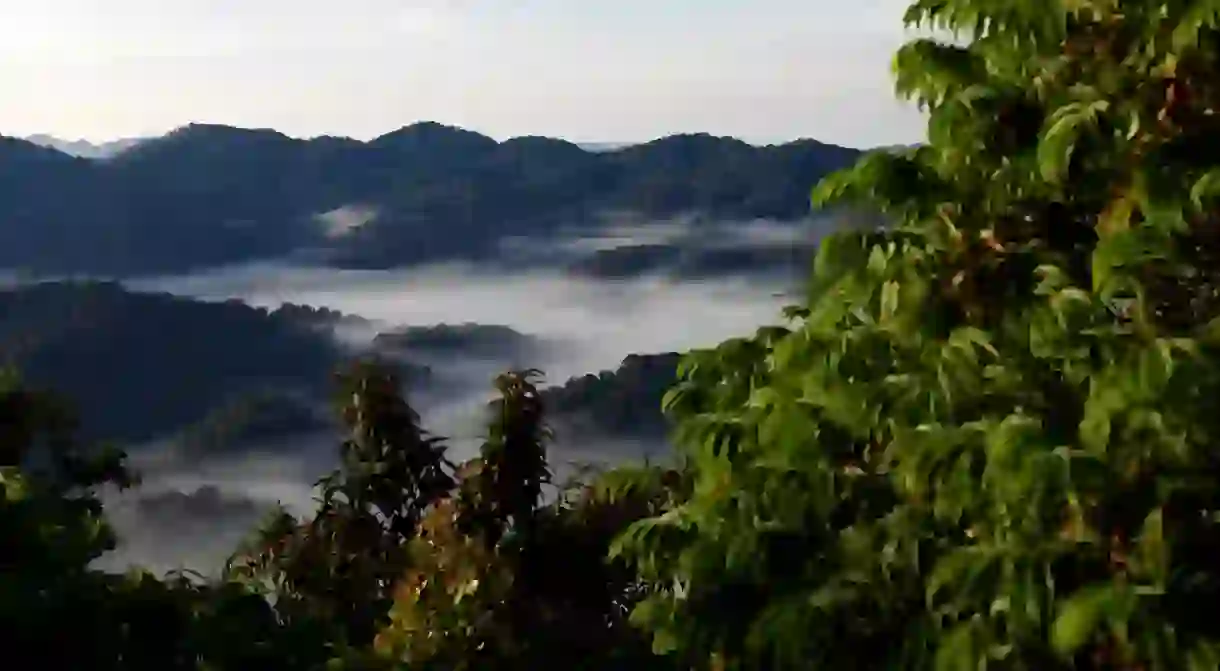 Rwandas impressive Nyungwe National Park