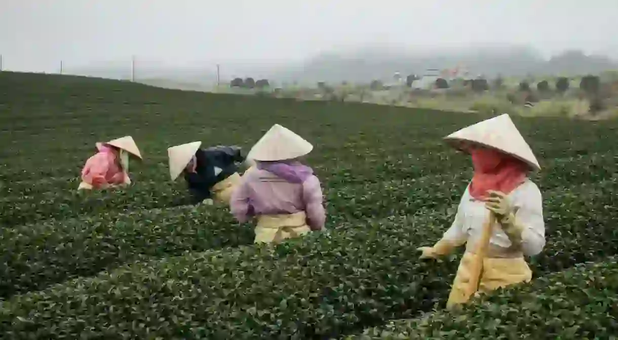 A day at the Moc Chau Tea Plantations