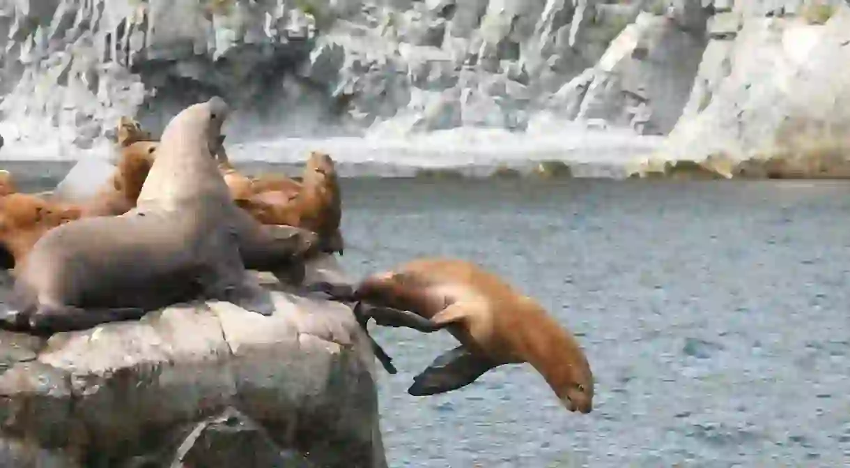 Diving sea lions