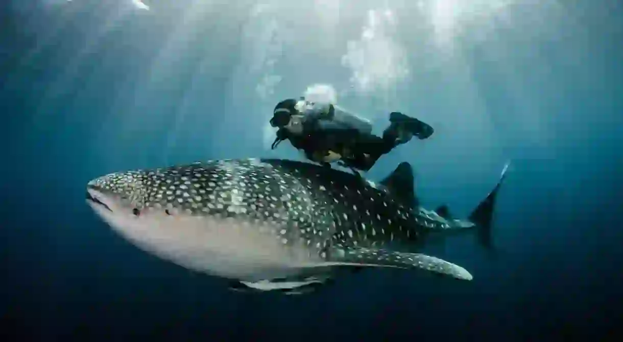 Diving with whale sharks