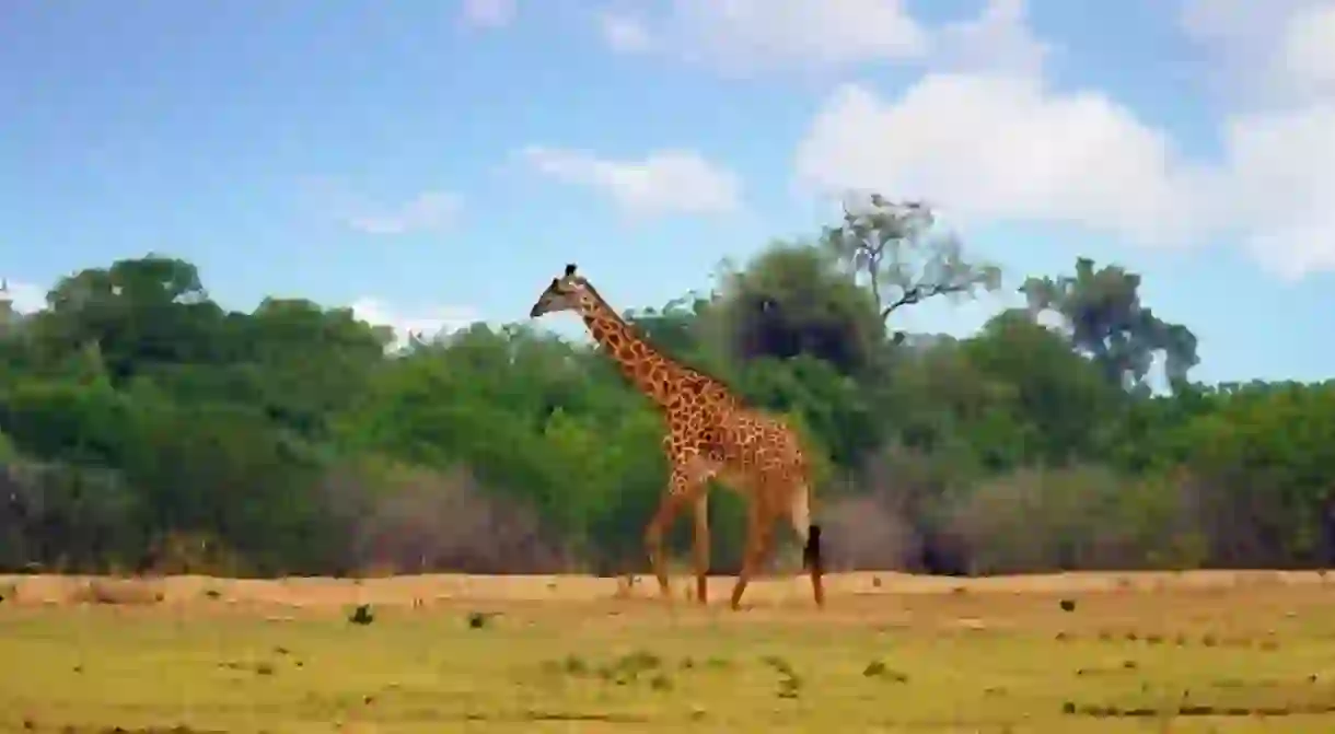 Thornicroft giraffe