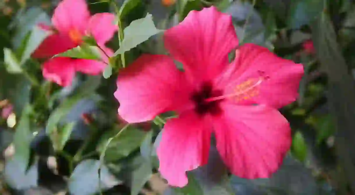 Malaysias National Flower, Hibiscus