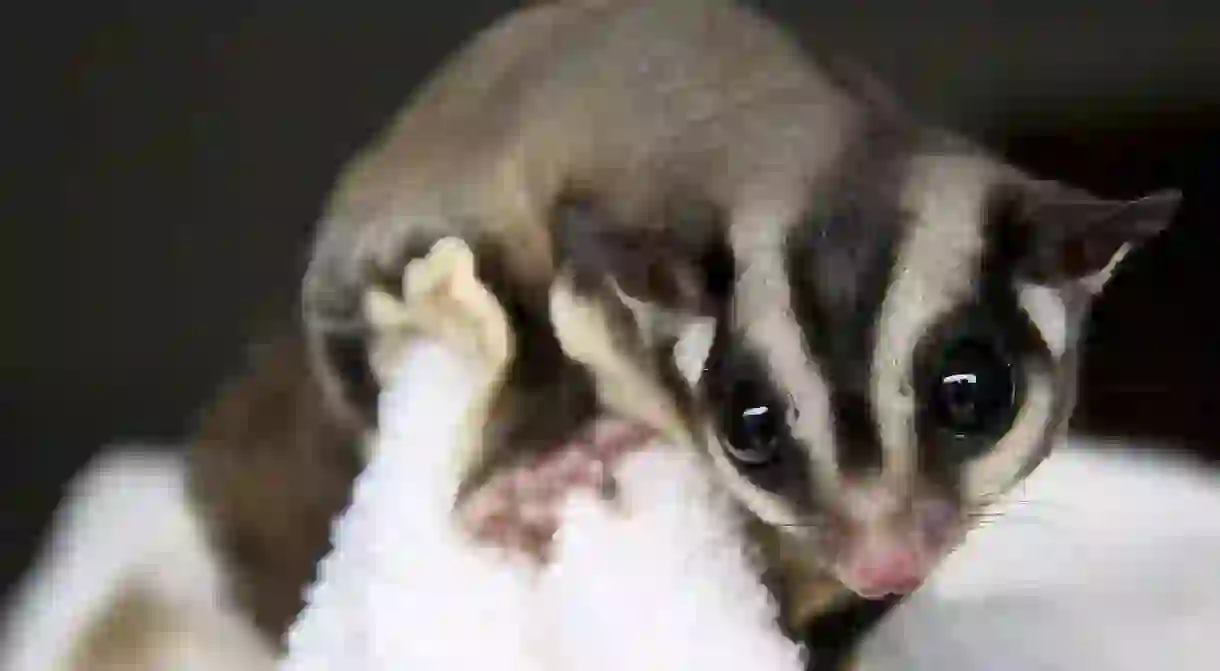 Sugar glider