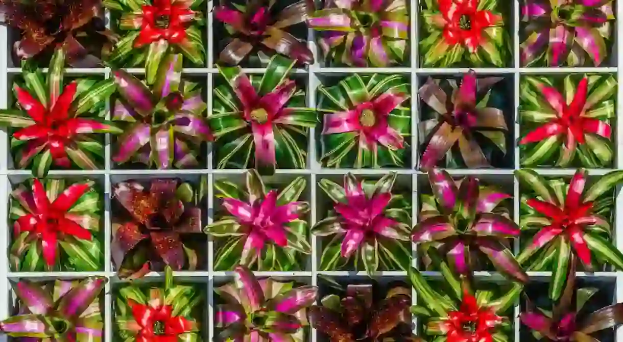 Bromeliad Square