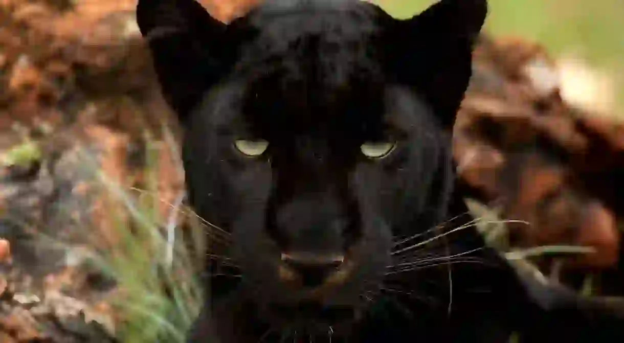 Could a black panther be the infamous Beast of Barford?