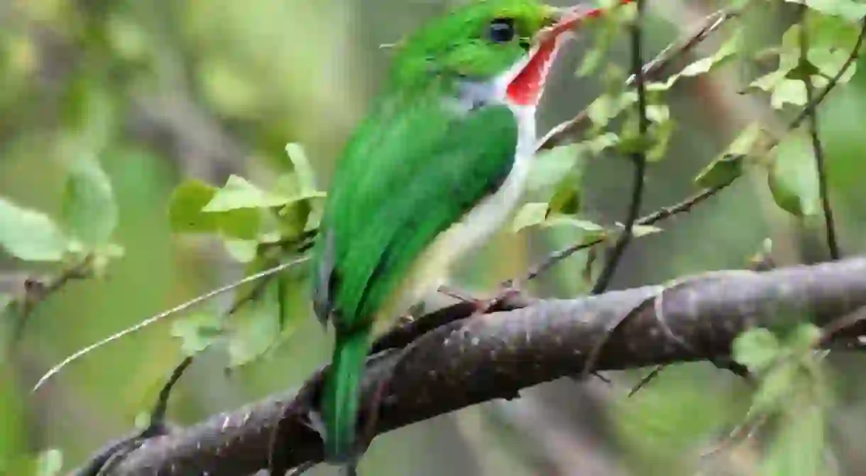 Puerto Rican tody