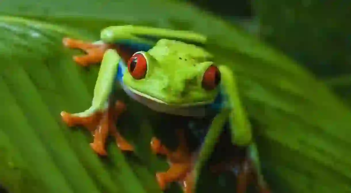 The Costa Rican red-eyed tree frog