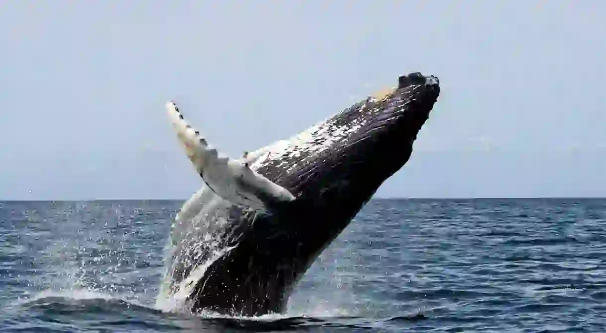 A humpback whale emerging from the deep