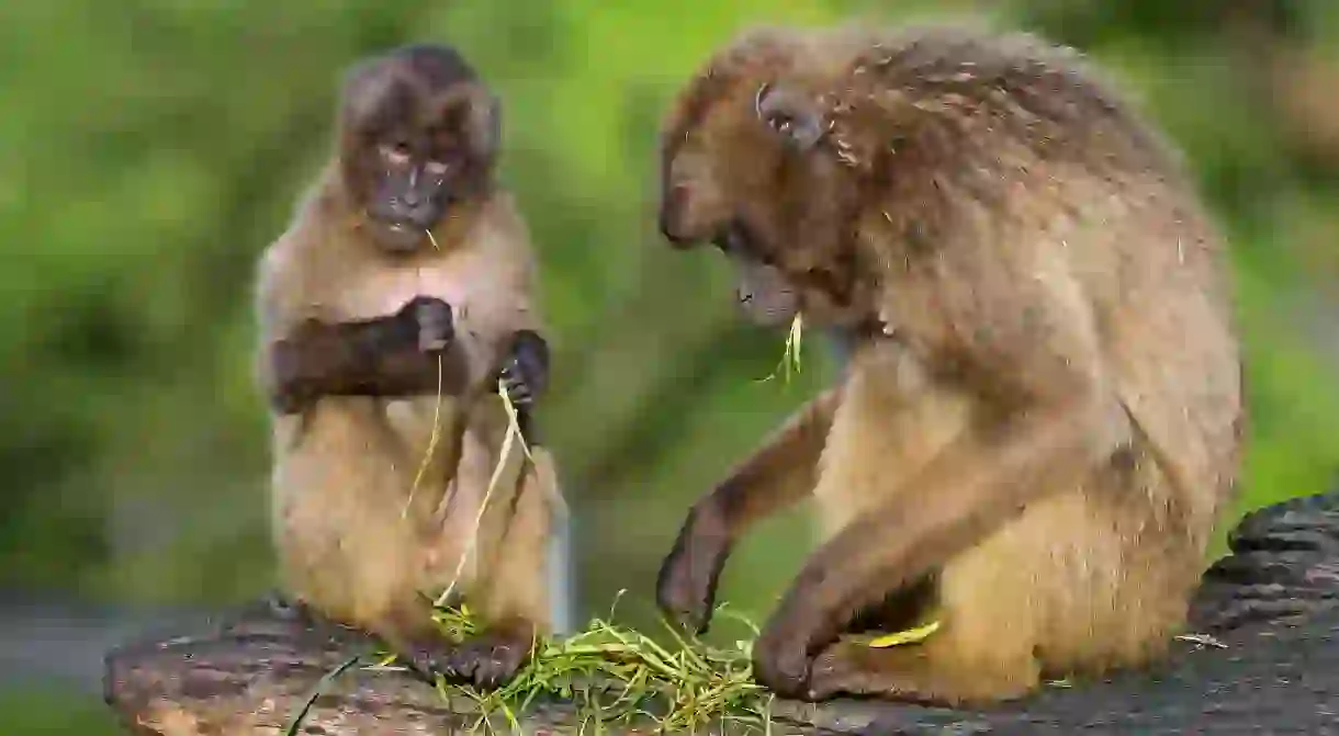 The Gelada baboons are endemic to the Semien Mountains in Ethiopia