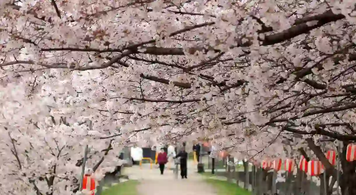 Flower Tunnel